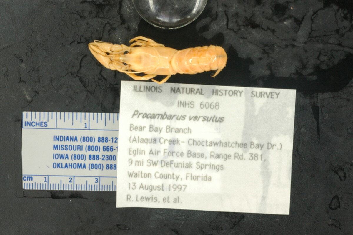 Procambarus versutus image